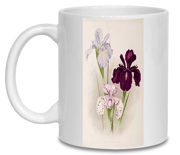 Iris, Iris xiphioides, Anglica