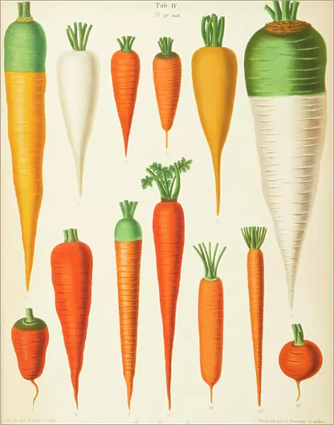 Varieties of carrot (daucus)