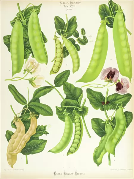 Varieties of edible-podded pea, or sugar pea