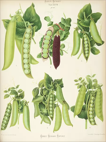 Varieties of pea (Pisum sativum) - second