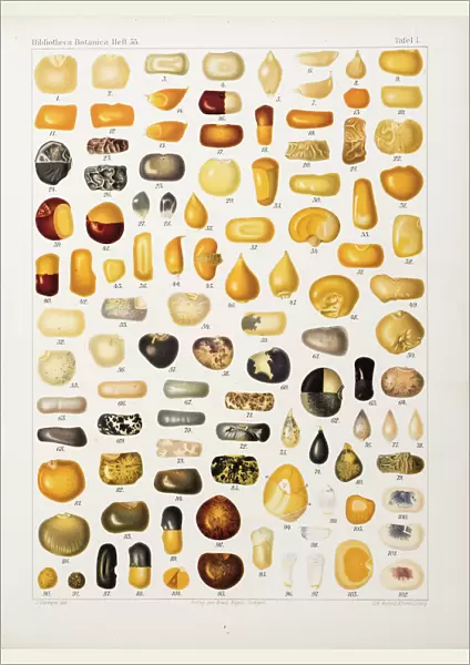 Corns and grains at different stages of development