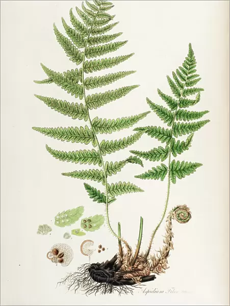 Aspidium filix mas or Male Shield fern