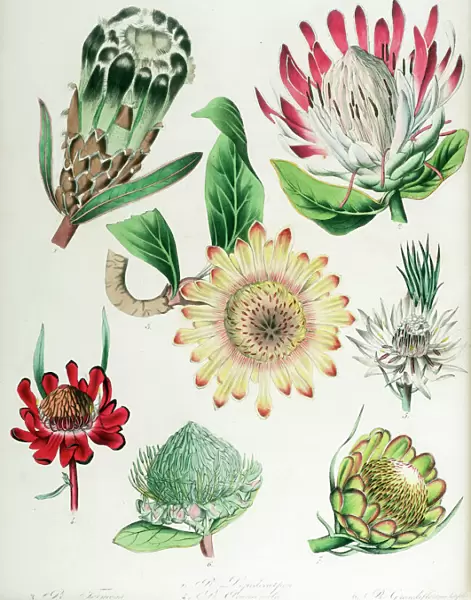 Protea: seven varieties