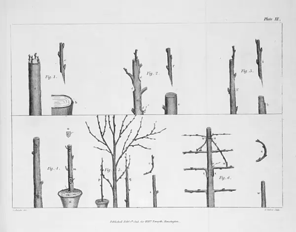 Arboreal grafting processes, 2 copies: B  /  W & colour