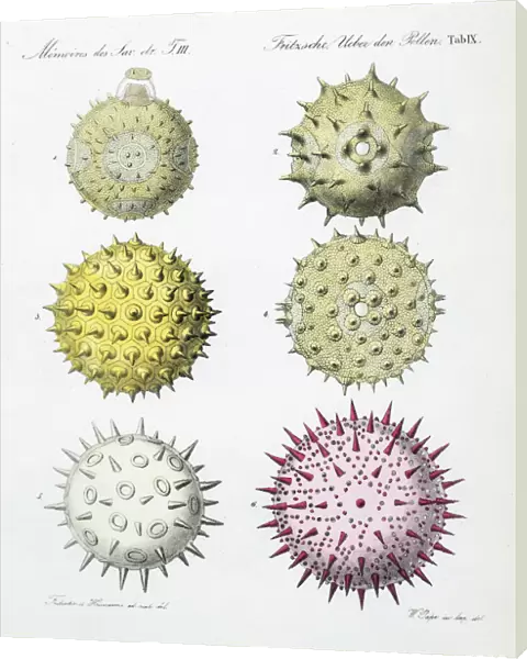 Pollen grains from various plants