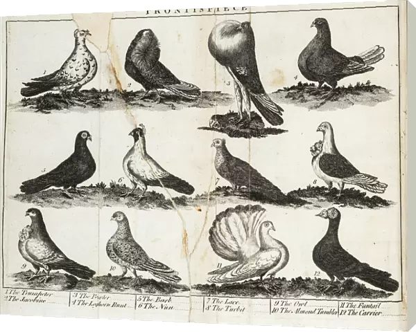Twelve breeds of pigeon