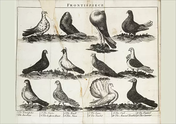 Twelve breeds of pigeon