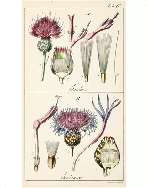 Genera Carduus ( true thistle ) and Centaurea