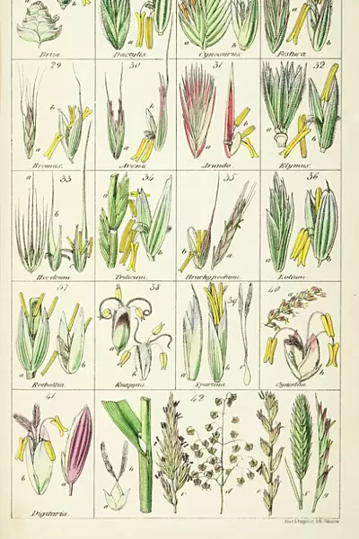 Grasses. Chromolithograph from Sir William Jackson Hooker, The British Flora, Vol.1