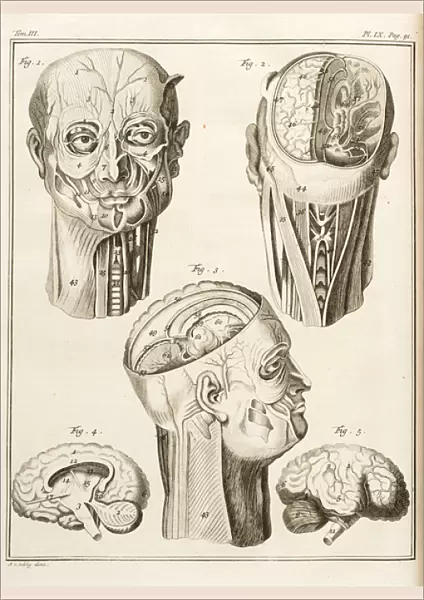 External and internal parts of the human head
