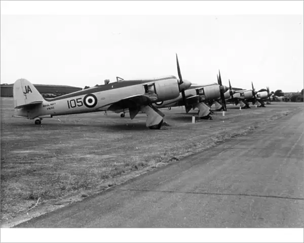 A lineup of Hawker Sea Fury FB11s, including VW242