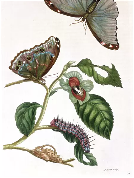 Butterfly illustration by Maria Sibylla Merian