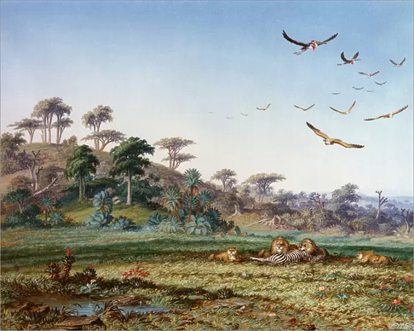 Lions and Dead Quagga, by Thomas Baines