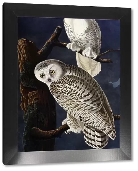 Snowy Owl, by John James Audubon