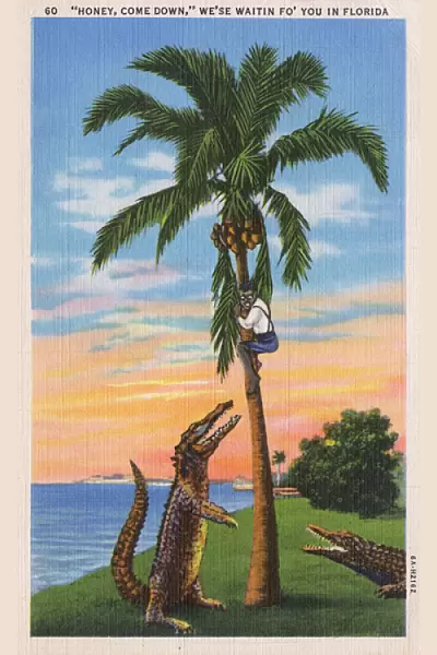 Florida Tourist Postcard - Waiting Alligators