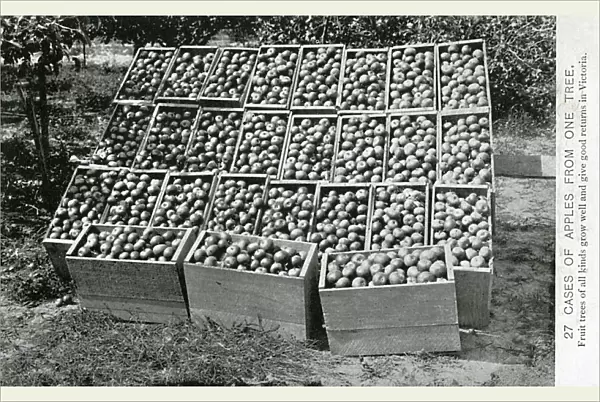 27 Cases of Apples from just one tree - Victoria, Australia