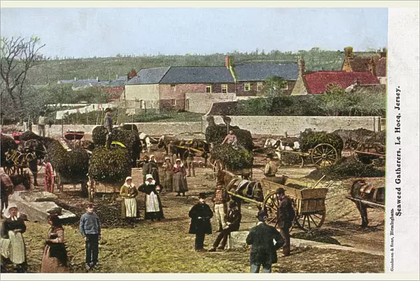 Gathering Seaweed at Le Hocq, Jersey, Channel Islands