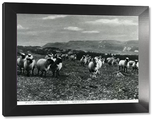 Flock of Sheep, Wether, Shetland