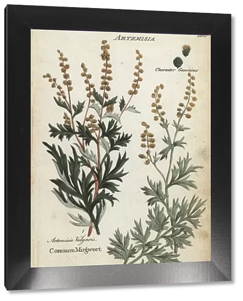 Mugwort, Artemisia vulgaris, and wormwood