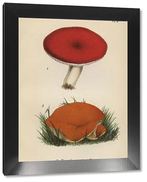 Emetic mushroom, Russula emetica 1, and orange