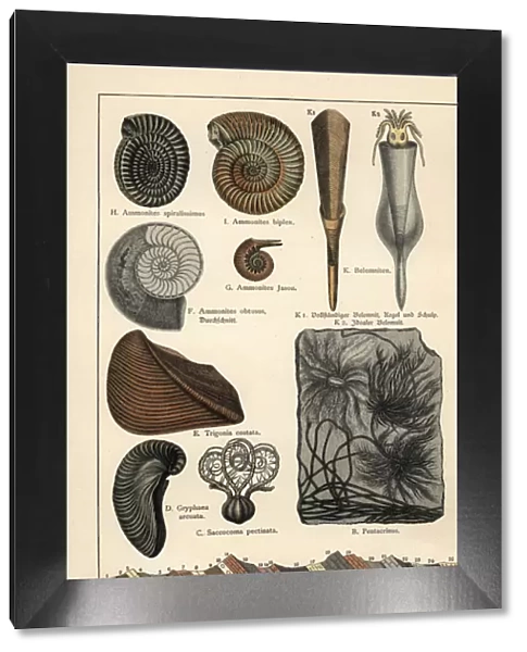 Extinct crinoids, ammonites and squid