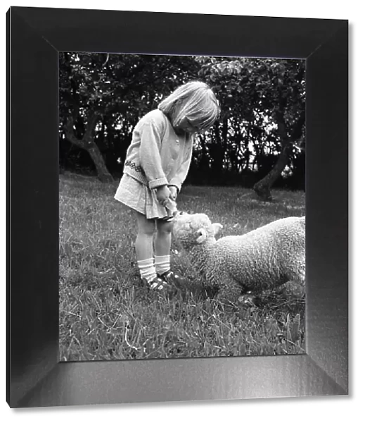 Little girl feeding a lamb