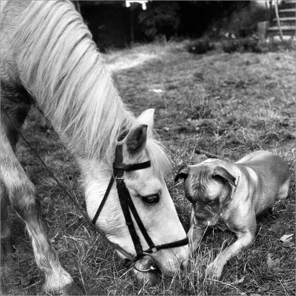 Horse and Boxer dog