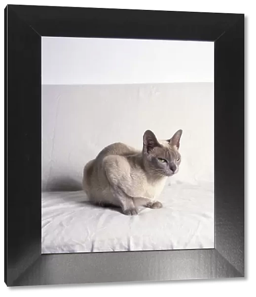 Siamese cat with white background