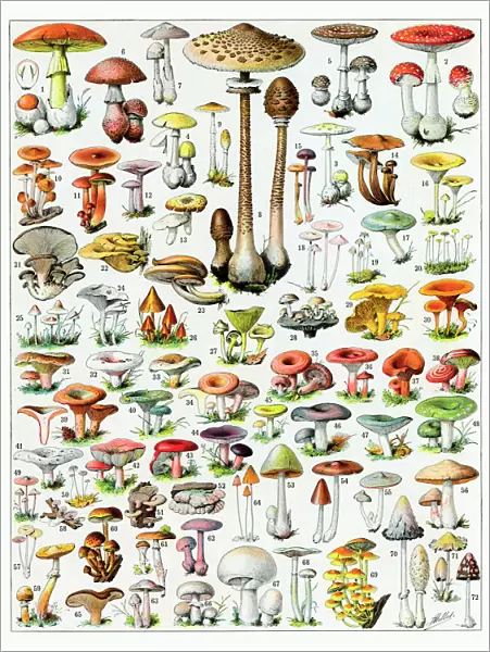 Mushrooms. A large number of mushroom varieties. Date: 1913