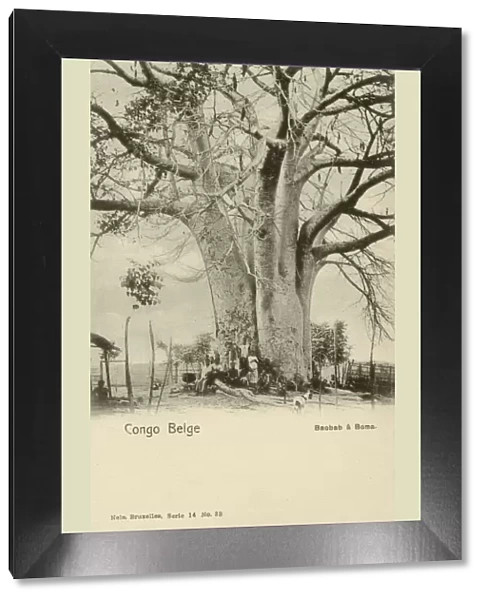 Giant Baobab Tree - Belgian Congo, Central Africa