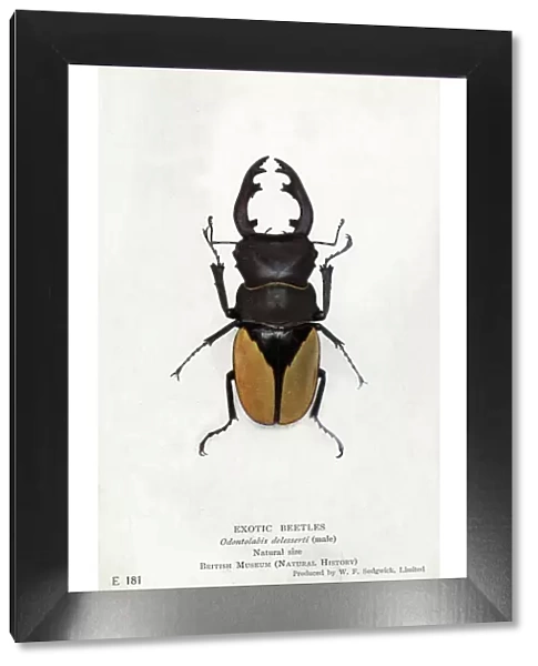 Rare south west Indian Stag Beetle - Odontolabis delesserti