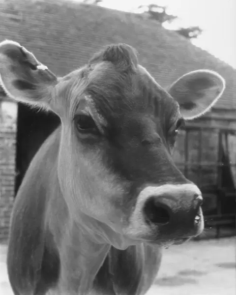 Jersey Cow Head 1973