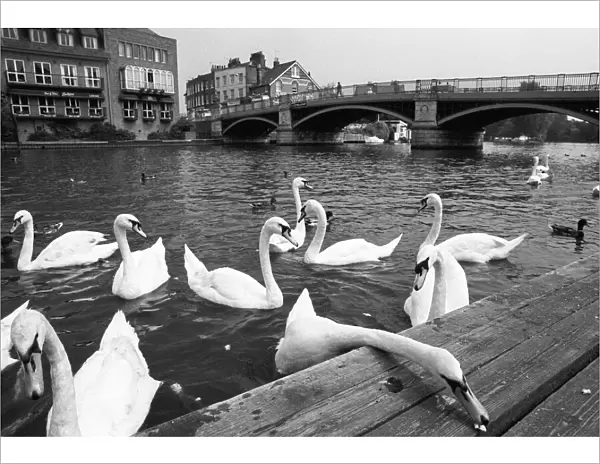Swans, Windsor Bridge, Henley