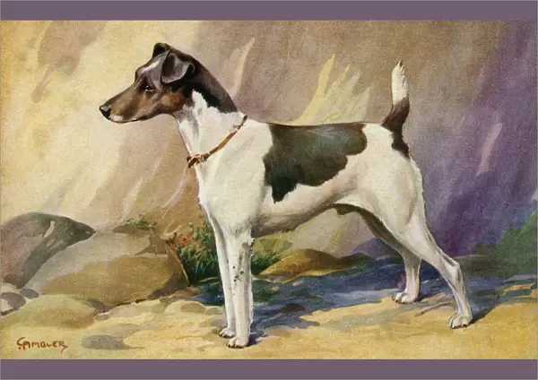 Smooth-coated Fox Terrier