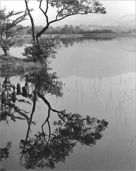Tree and reflection, Derwentwater, Lake District, Cumbria