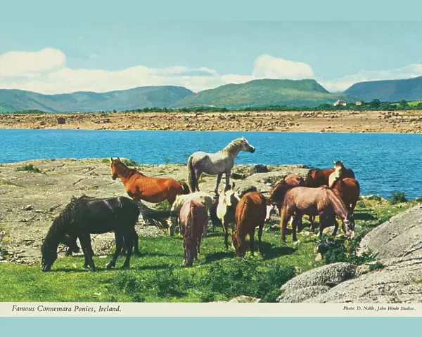 Famous Connemara Ponies, Republic of Ireland