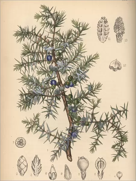 Juniper tree, Juniperus communis