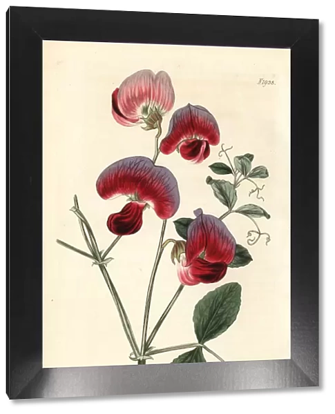 Perennial sweetpea, Lathyrus grandiflorus