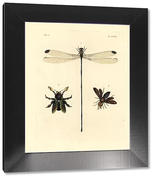 Damselfly, carpenter bee and potter wasp