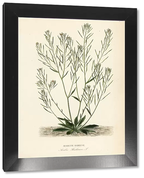 Thale cress or arabidopsis, Arabidopsis thaliana