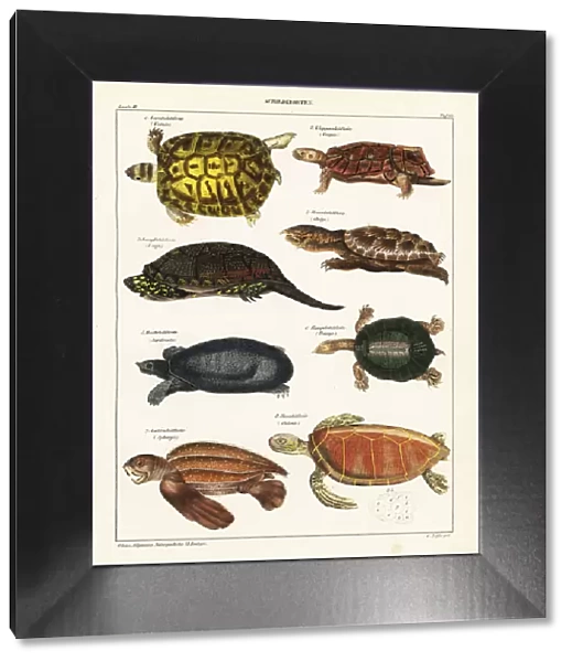 Tortoise and turtle species