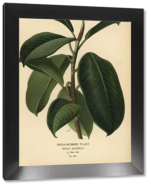 India-rubber plant, Ficus elastica