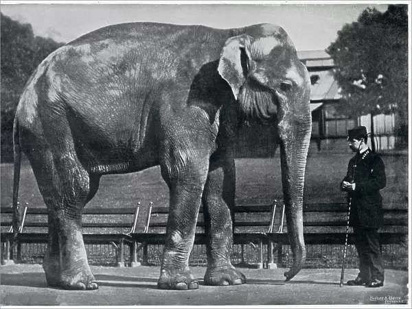 Indian Elephant in London Zoo 1896