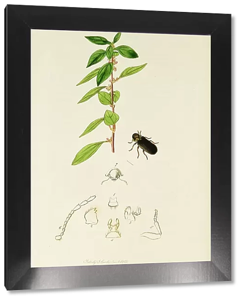 Curtis British Entomology Plate 387