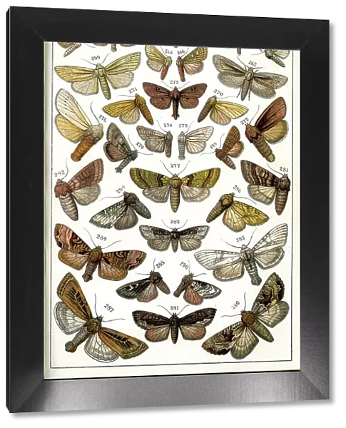 Butterflies and Moths, Plate 16, Noctuae, Leucaniidae, etc