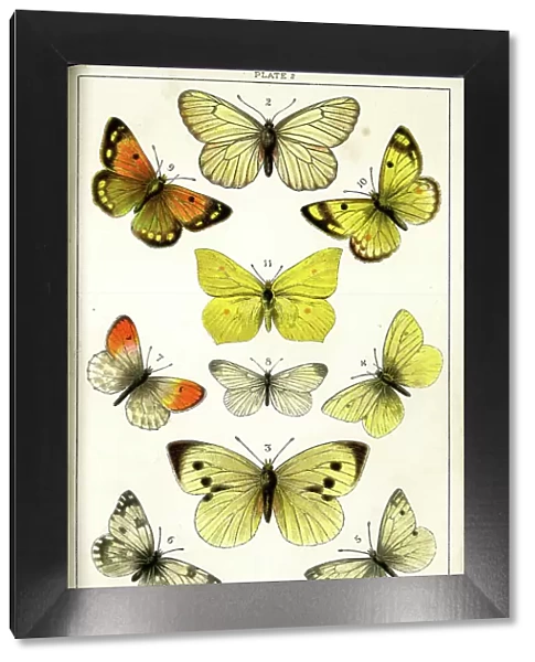 Butterflies and Moths, Plate 2, Papiliones, Pieridae