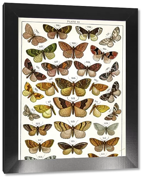 Butterflies and Moths, Plate 30, Geometrae, Hyberniidae, etc