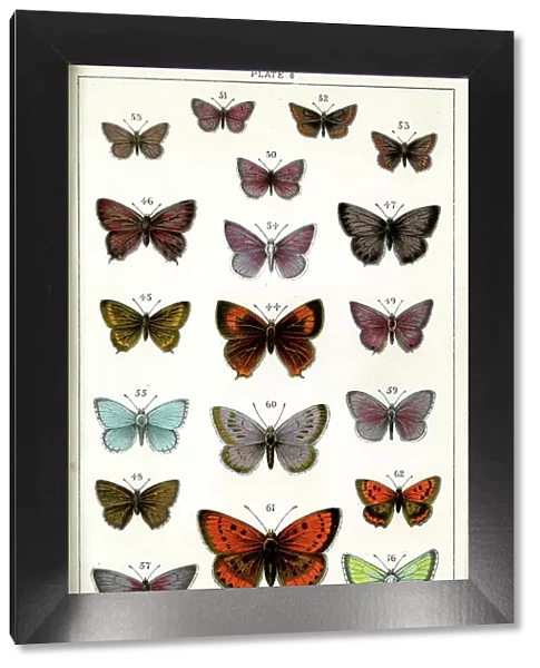 Butterflies and Moths, Plate 6, Papiliones, Lycaenidae