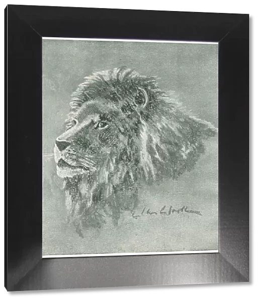 Lion. A detailed illustration of a grand male lion's head. Date: circa 1917