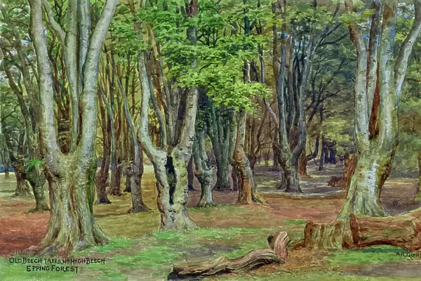 Old Beech Trees, near High Beech, Epping Forest, Essex